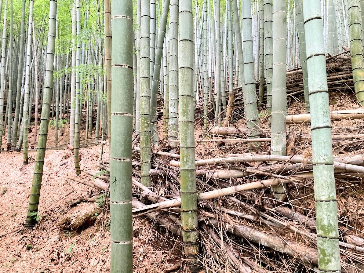 山口県 放置竹林 竹林伐採